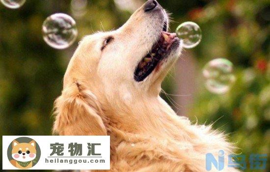 安静的伴侣犬推荐 伴侣犬都有哪些