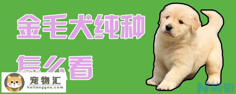 金毛犬纯种怎么看