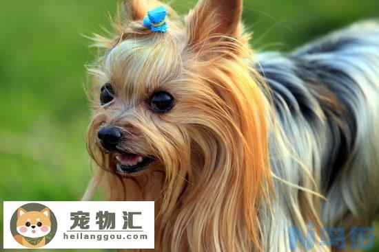 约克夏多少钱一只 纯种约克夏梗犬幼犬价格