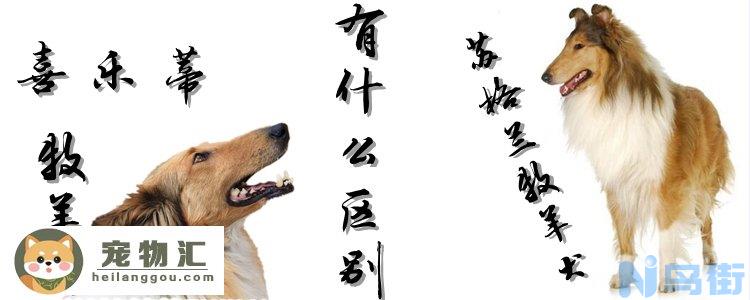 喜乐蒂牧羊犬和苏格兰牧羊犬有什么区别