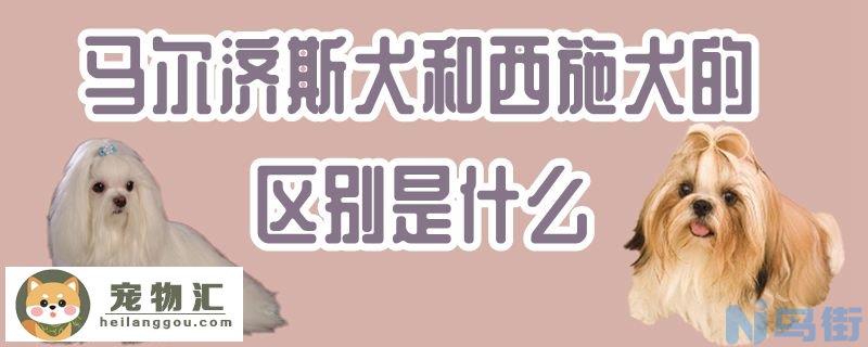 马尔济斯犬和西施犬的区别是什么