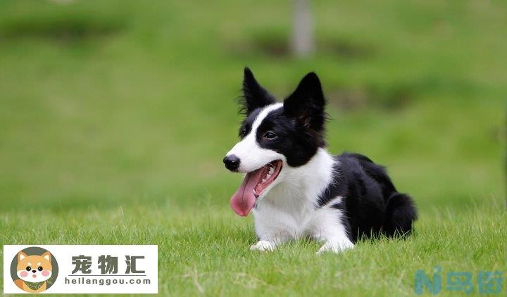 纯种边境牧羊犬价格 边境牧羊犬价格纯种