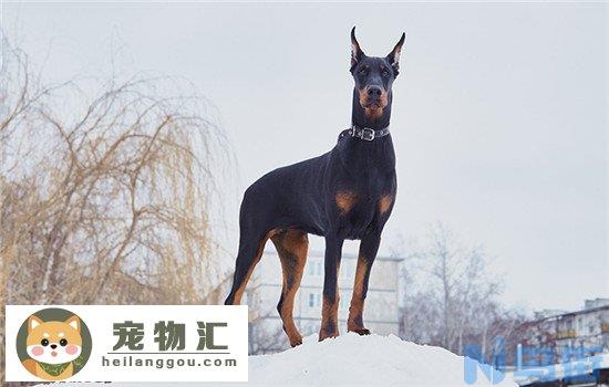 四大工作犬品种 这四种工作犬深受人们喜爱