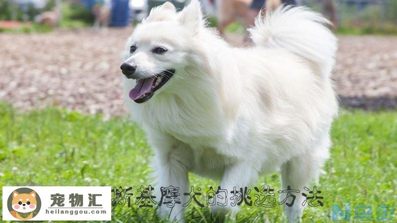 爱斯基摩犬的挑选方法