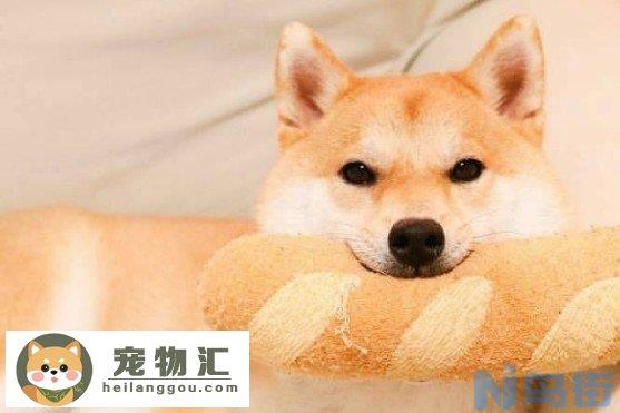 为什么养柴犬的的人少