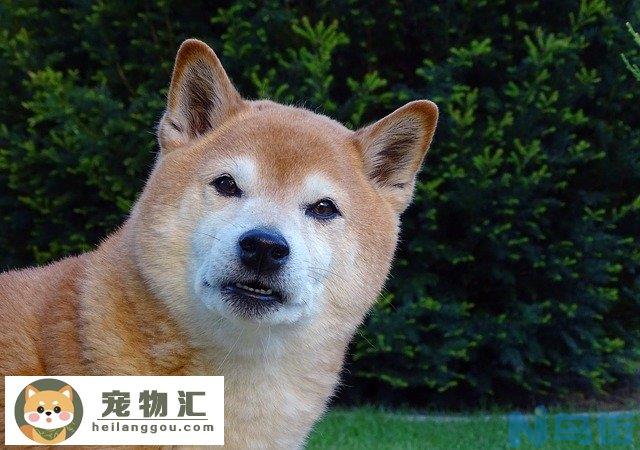 中华田园犬和柴犬区别