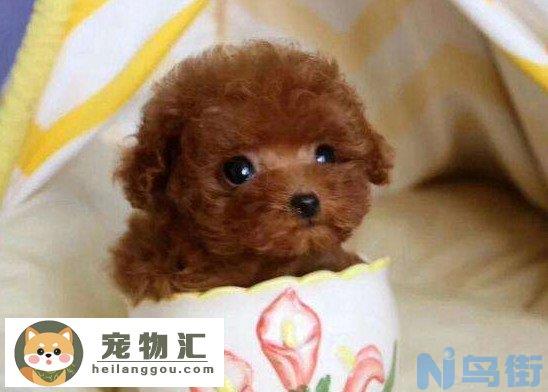 茶杯贵宾犬要多少钱