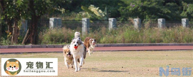 边境牧羊犬的特征 可以准确掌握边牧的特征吗