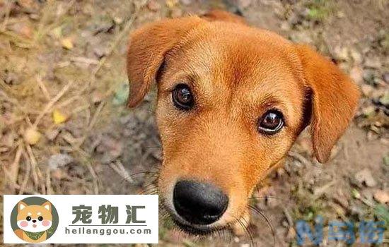 罗威纳犬攻击性强吗？