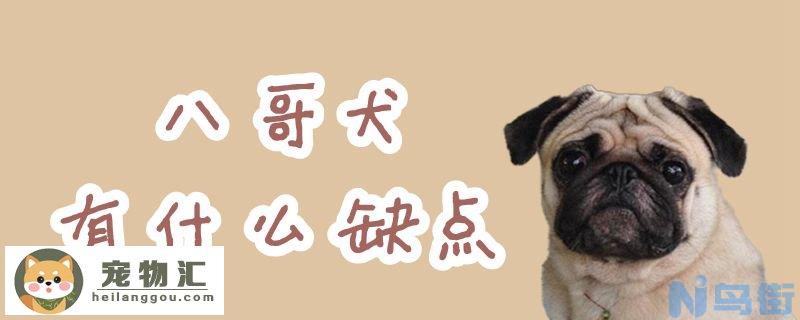 八哥犬有什么缺点