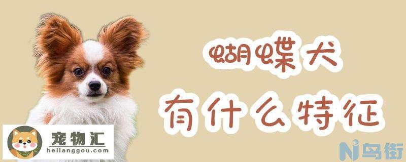 蝴蝶犬有什么特征