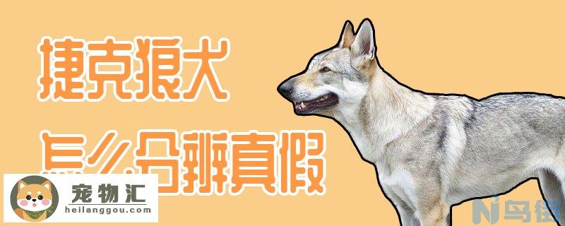 捷克狼犬怎么分辨真假