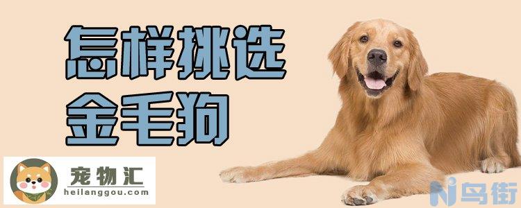 怎样挑选金毛狗