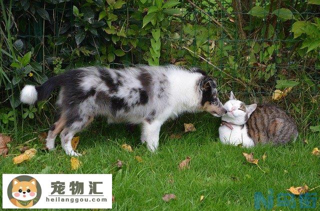 斑点狗属于什么型犬