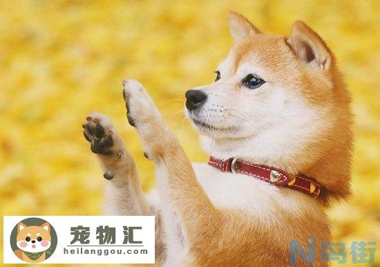 柴犬能长多大