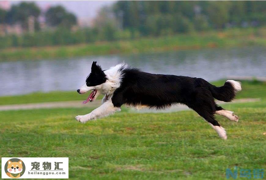 边境牧羊犬纯种多少钱 边境牧羊犬纯种多少钱一只