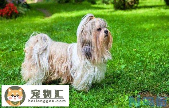 西施犬哪个颜色更纯 西施犬什么颜色最好