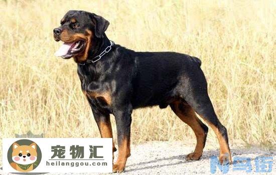 罗威纳犬性格好不好 罗威纳犬有什么性格特点