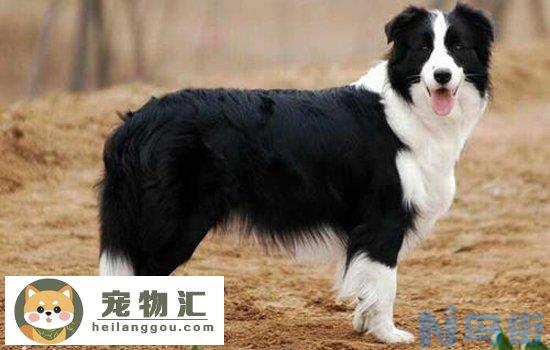 德国牧羊犬为什么禁养