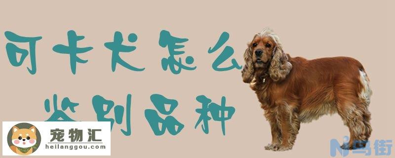 可卡犬怎么鉴别品种