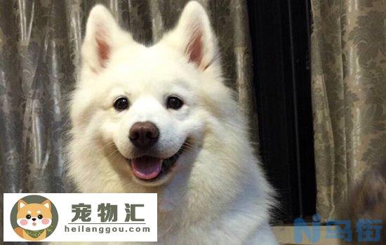 卡南犬和土狗的区别