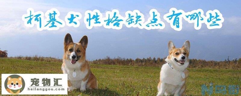 柯基犬性格缺点有哪些