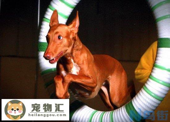 法老王猎犬价格是多少 纯种法老王猎犬多少钱一只