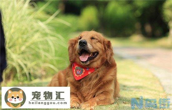 杜高犬几岁体型最大