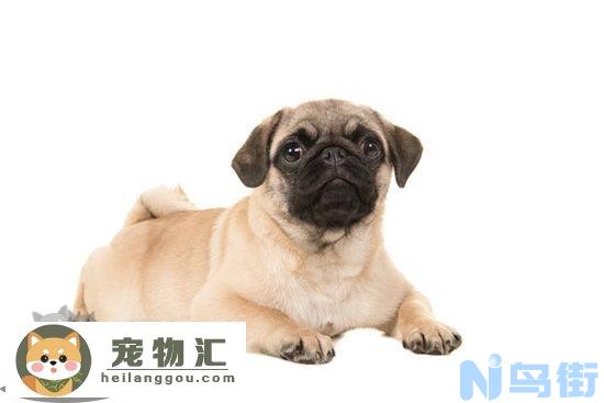 巴哥犬性格怎么样 巴哥犬性格介绍