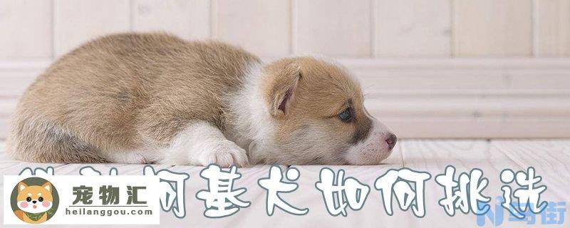 纯种柯基犬如何挑选