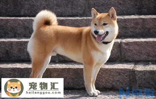 中华田园犬智商相当于几岁