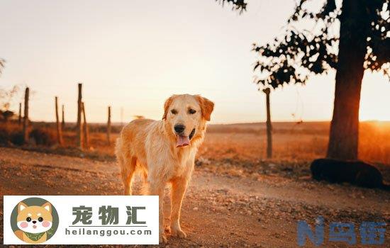 爱尔兰雪达犬和金毛犬的区别