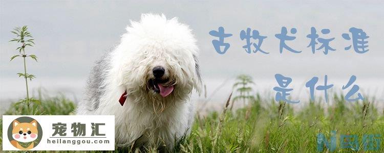 古牧犬标准是什么