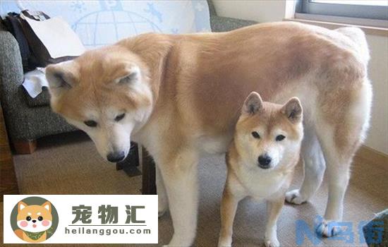 柴犬和秋田犬哪个好养