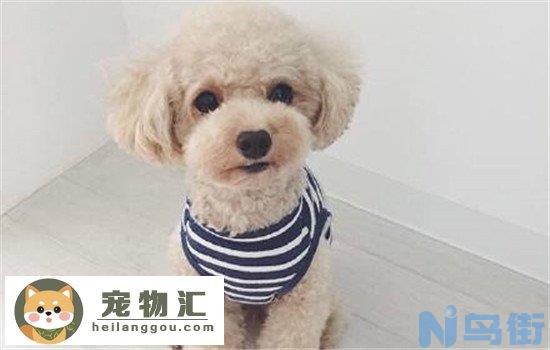 泰迪犬是贵宾犬吗 泰迪犬的由来你知道吗