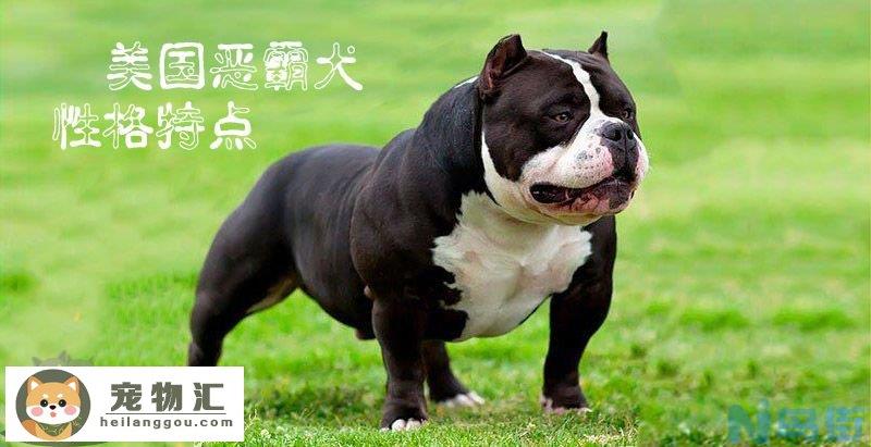 美国恶霸犬性格特点