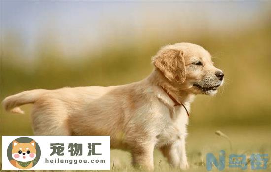 金毛犬的特点和缺点