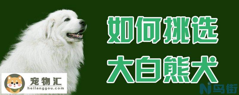 如何挑选大白熊犬