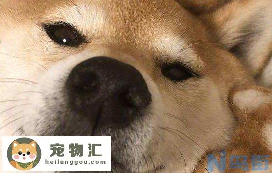 柴犬脾气为什么那么大 这样的柴犬你还喜欢吗