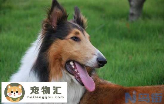 杜高犬几岁身高才定型