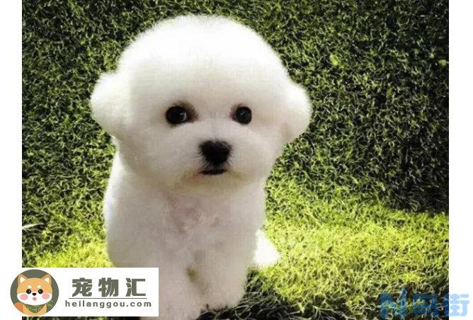 比熊犬适合老年人养吗