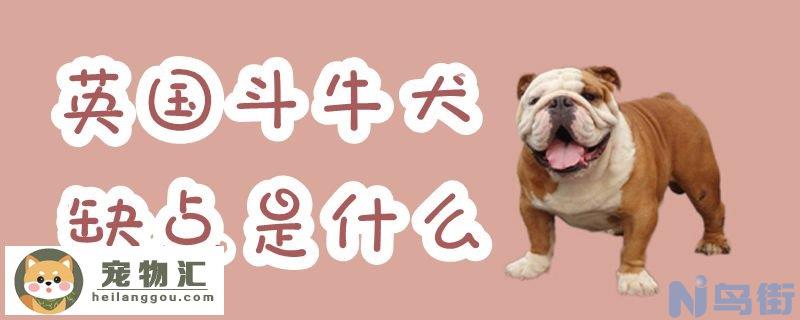 英国斗牛犬缺点是什么