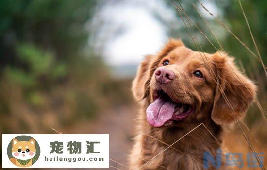 迷你杜宾犬缺点优点