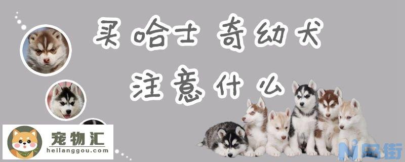 买哈士奇幼犬注意什么