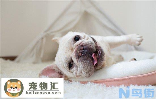 芬兰狐狸犬怎么区分