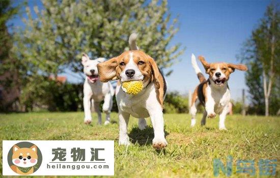 比格犬优缺点 比格犬性格的优缺点全面分析