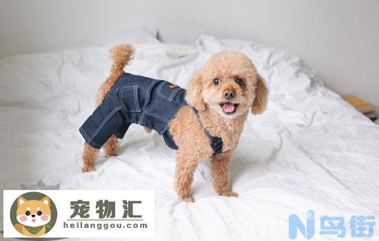 怎么挑选贵宾幼犬 这几招教你选狗狗