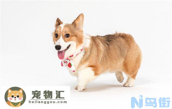 芬兰狐狸犬会咬人吗