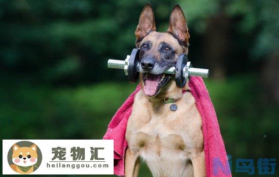 马犬尾巴打卷是不纯吗 教你如何分辨纯种马犬