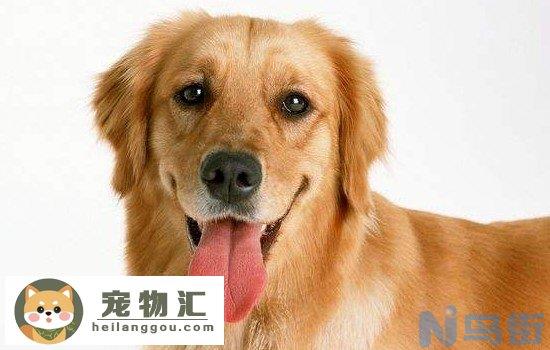 金毛幼犬吃什么有营养